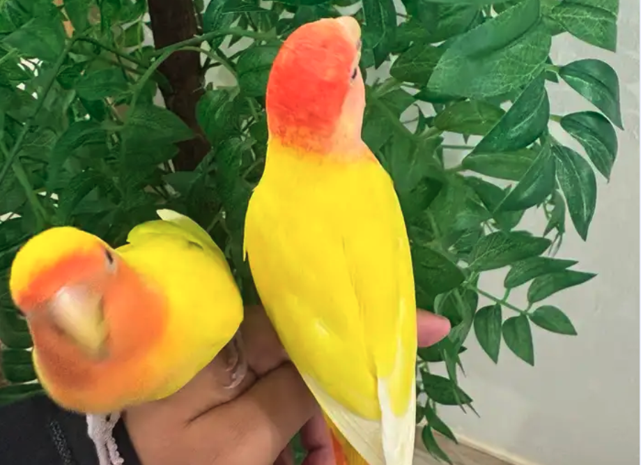 للبيع جوز روز اليف