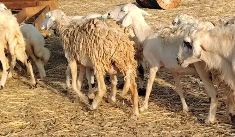 غنم حريه خلفات حرش 17 بالفحل تحتها 16 بهمها طيب وقيامه طيب