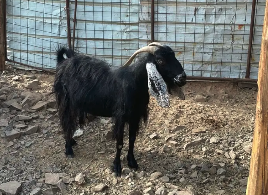 جفره والد وعنز دافع