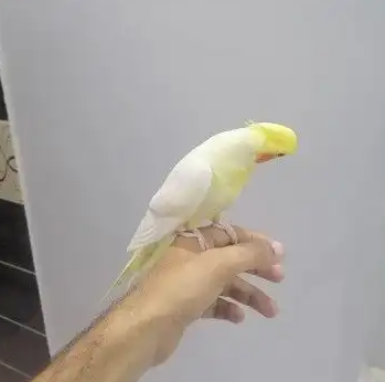 كروانات متكلمه اليفه وهدد ومنتجه