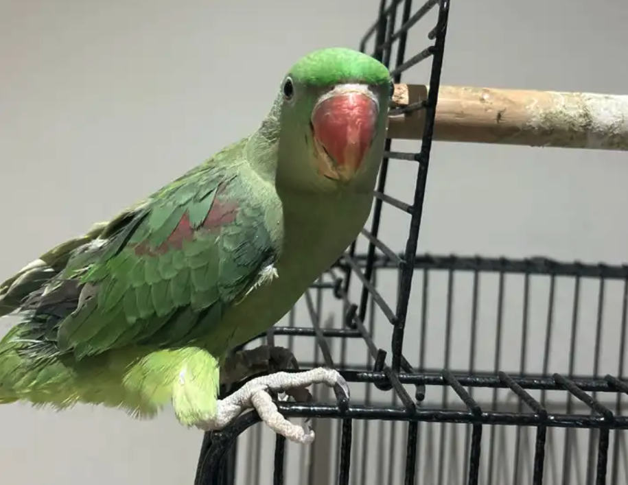 ببغاء نيبالي