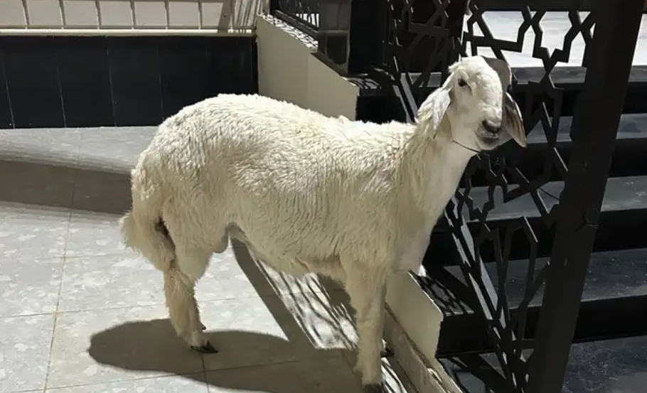 عدد 2 طليان للبيع