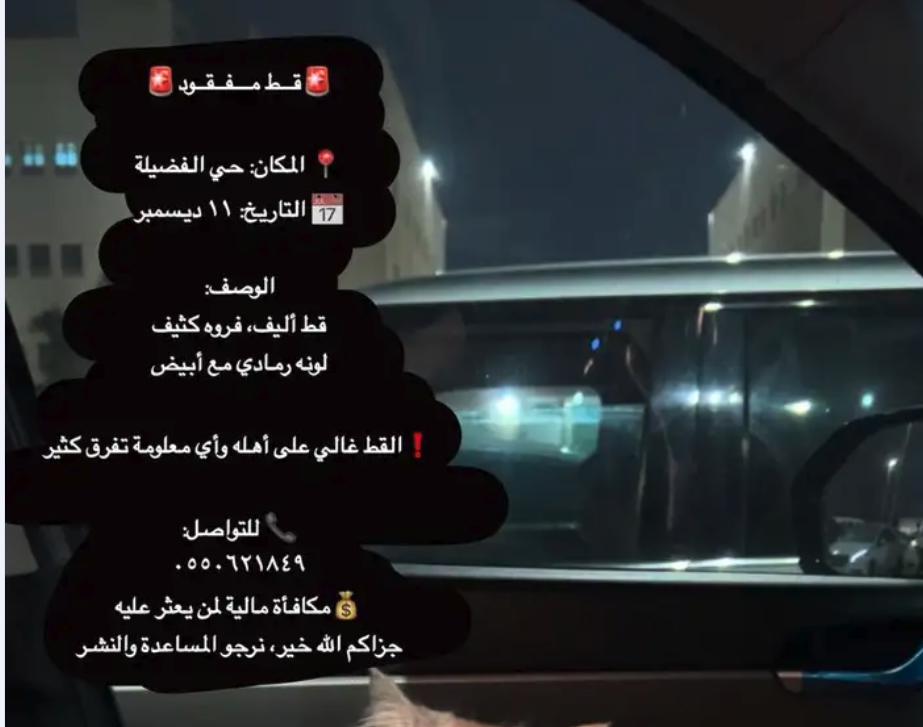 قط مفقود حي الفضيله