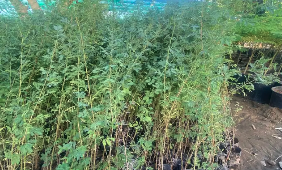 اشجار شوكيات( طلح -سدر -قرض -سمر )