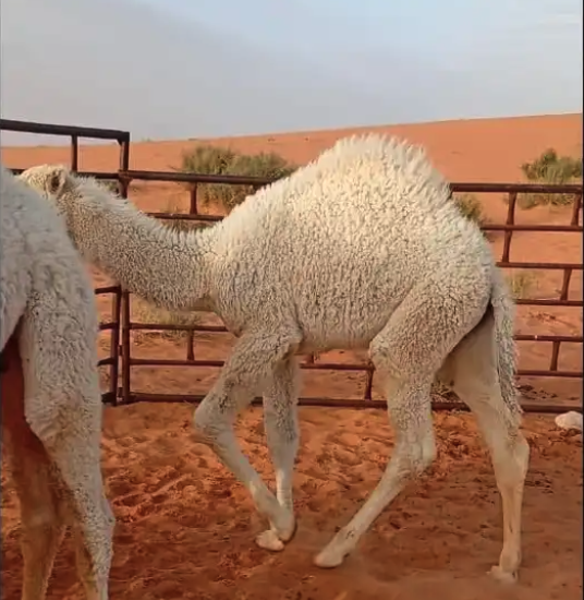 حشو برية لباني للبيع