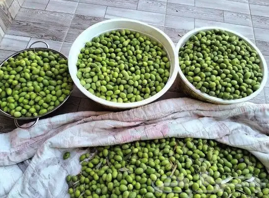 زيت زيتون فلسطيني درجة اولى عضوي