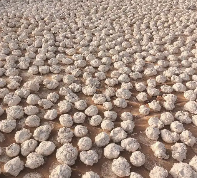 علف عجين طحين للحلال الابل والغنم