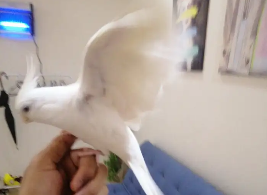 انثى كروان البينو اليفه للبيع