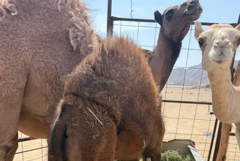 قعدان