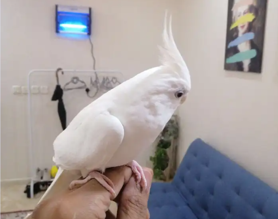 انثى كروان البينو اليفه للبيع