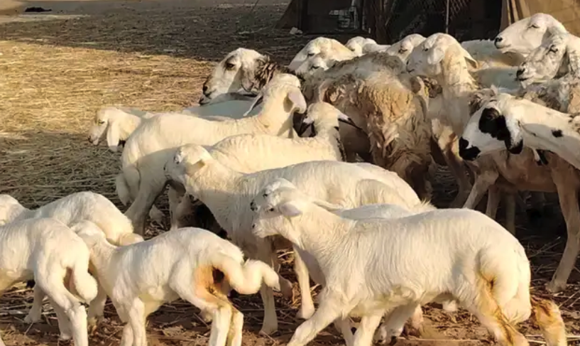 غنم حريه خلفات حرش 17 بالفحل تحتها 16 بهمها طيب وقيامه طيب