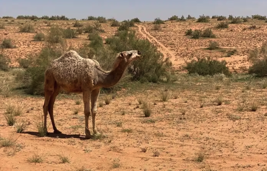 للبيع البكره الكفو