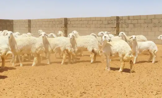 رخال حريات حرش صنف 74 راس