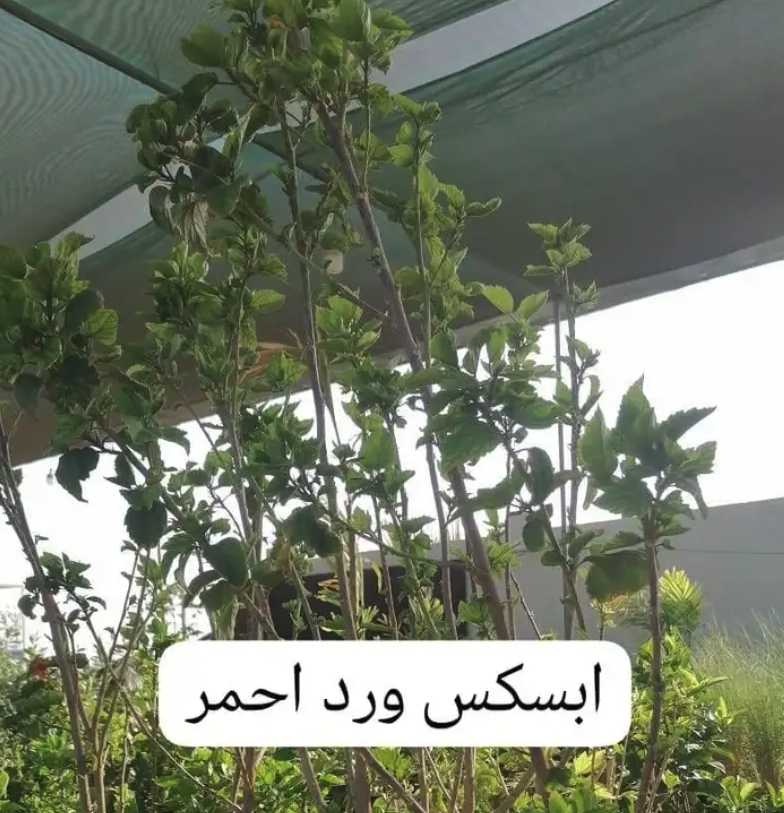 متوفرجميع انواع أنخيل للبيع