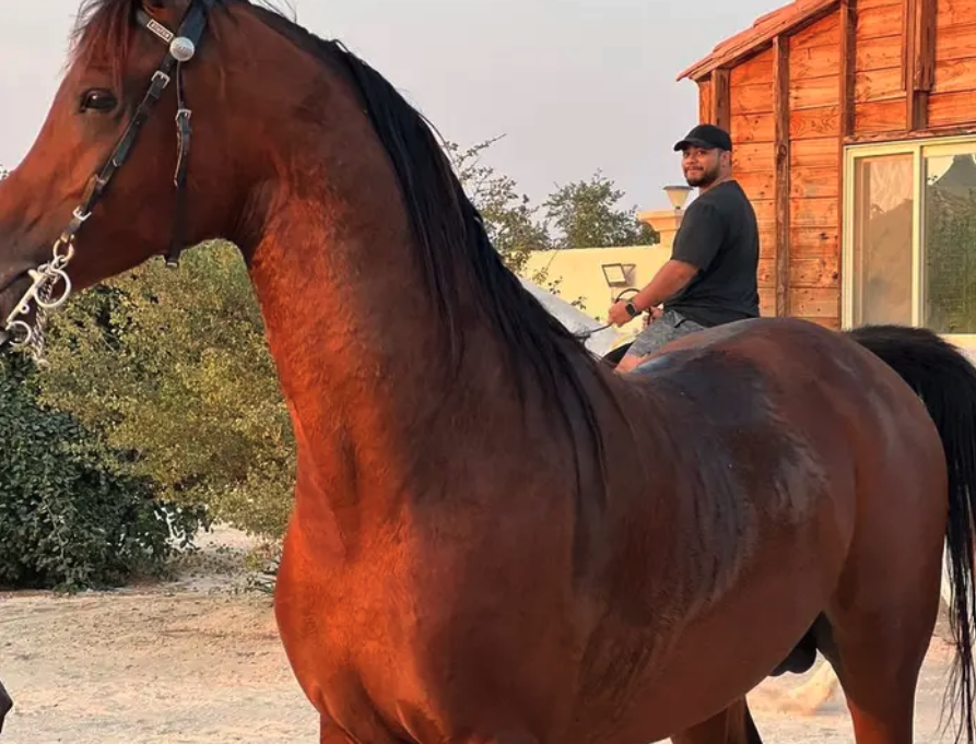 فحل مرواني منتج