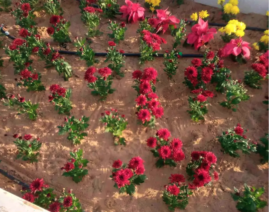 مشتل ابوساجد لتنسيق الحدائق وبيع الاشجار والزهور والنباتات