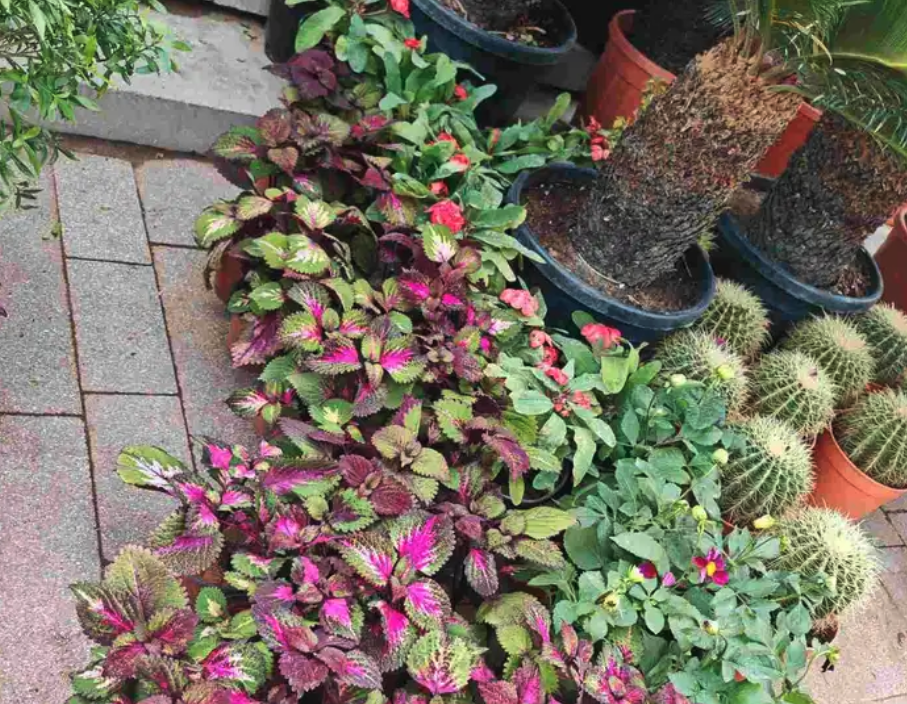 الزراعة الثيل الطبيعي وتركيب شبكات الري العادي والاتوماتيك