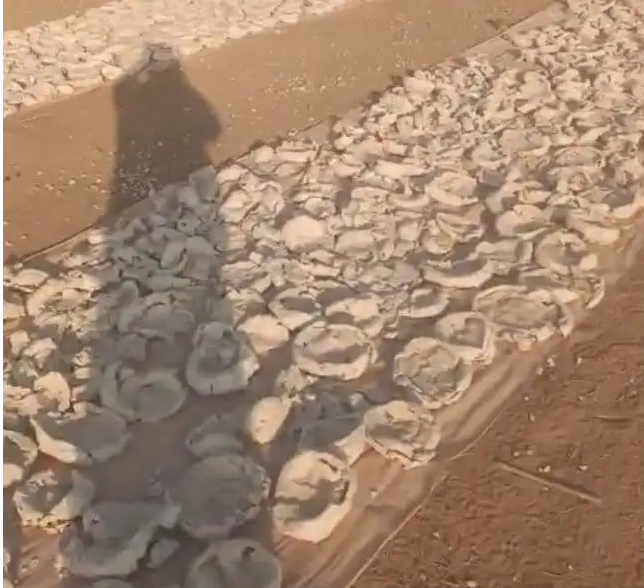 علف عجين طحين للحلال الابل والغنم