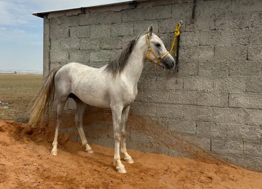 حصان شعبي
