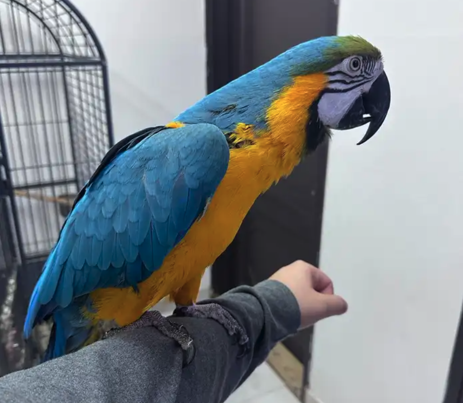 ببغاء مكاو بلو اند قولد اليف ومتكلم