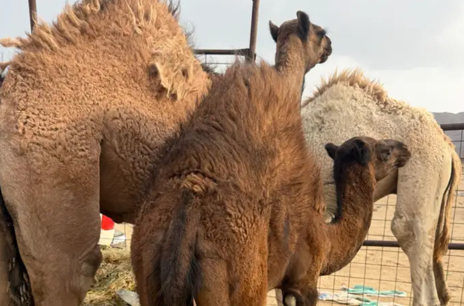 قعدان