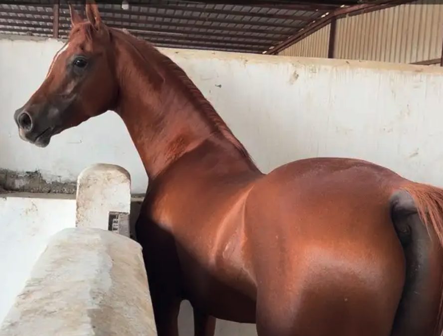 فرس شعبيه تحتها مهره