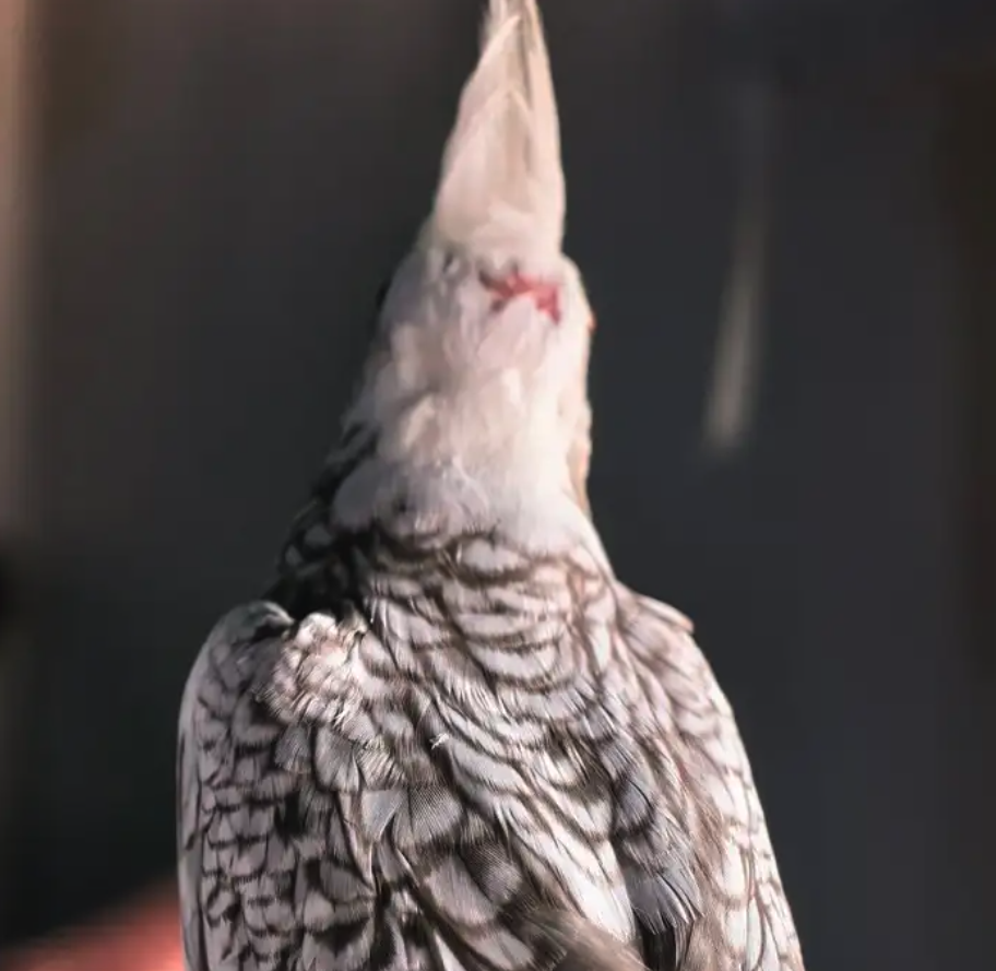 فروخ كوكتيل هولندي وايت فيس بيرل بايد