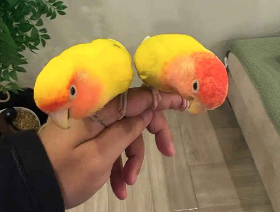 للبيع جوز روز اليف