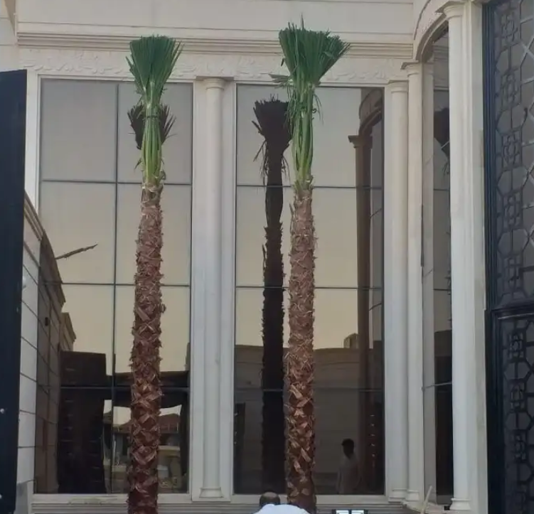 نخل واشنطني زينه امريكي