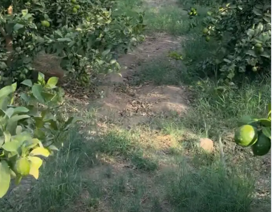 ثمرت ليمون للبيع