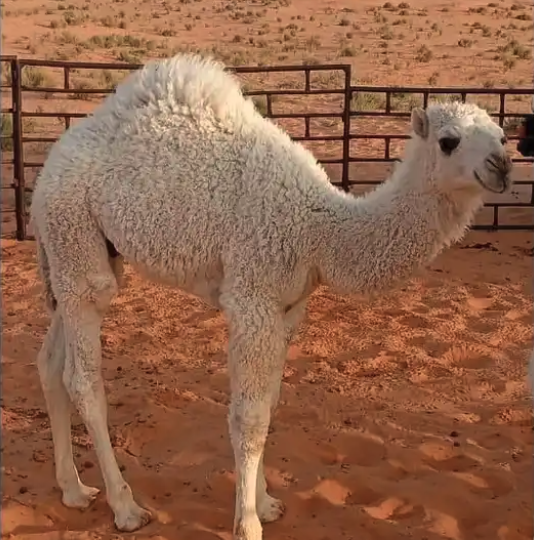 حشو برية لباني للبيع