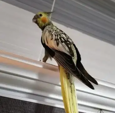 كروانات متكلمه اليفه وهدد ومنتجه