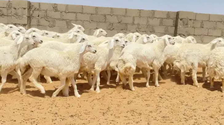 رخال حريات حرش صنف 74 راس