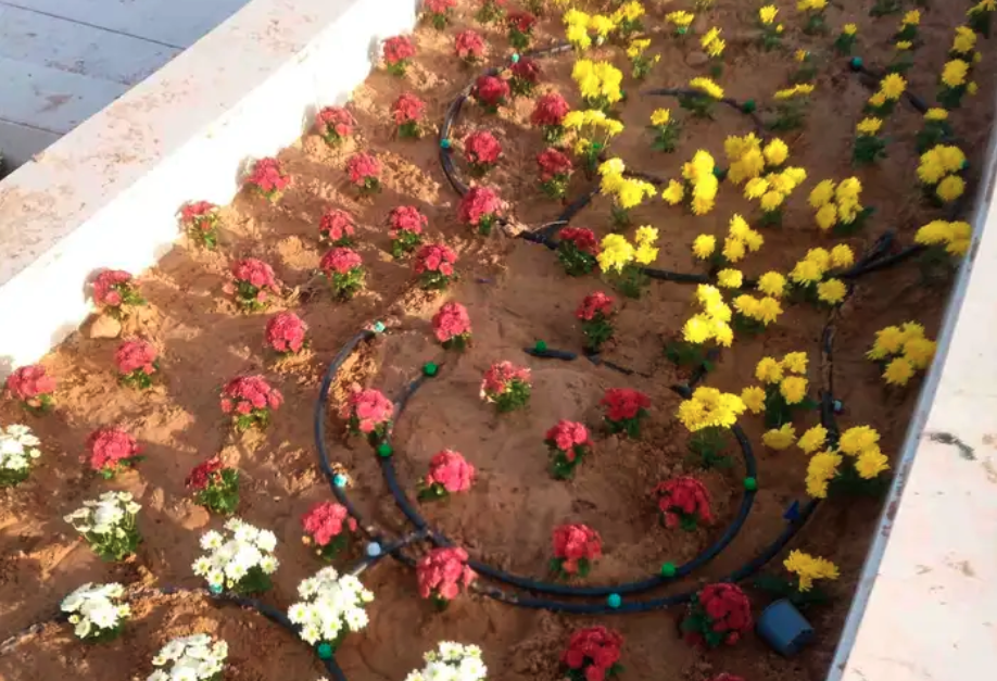 مشتل ابوساجد لتنسيق الحدائق وبيع الاشجار والزهور والنباتات