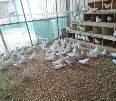 للبيع حمام فرنسي منتج