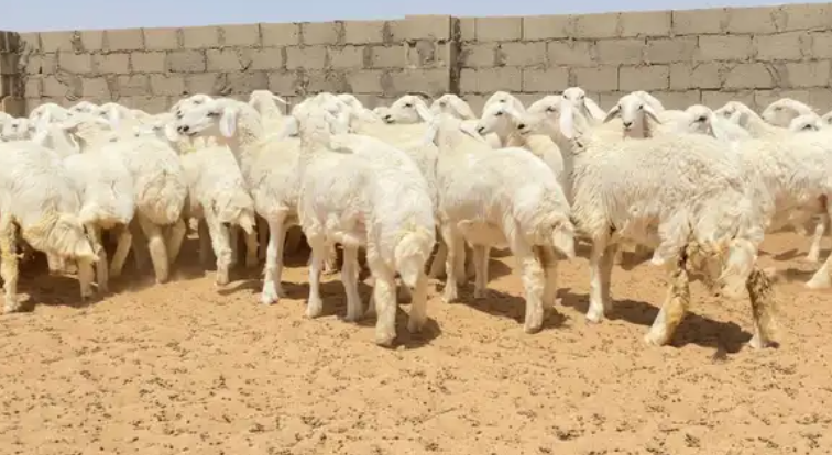 رخال حريات حرش صنف 74 راس