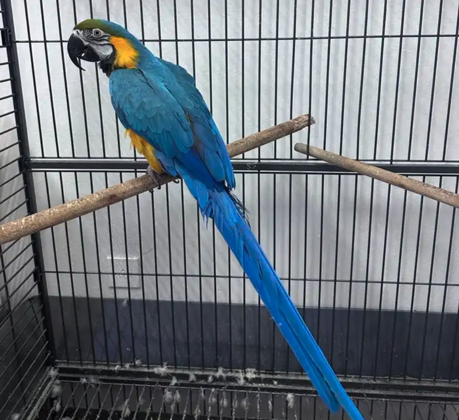 ببغاء مكاو بلو اند قولد اليف ومتكلم