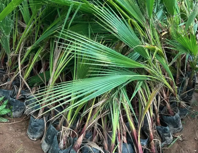 عرض شتلات الجمله 5000 شتله بريال و30 هلله شامل التوصيل 1.30