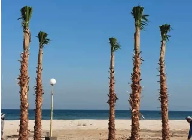 نخيل واشنطني ونخيل عربي