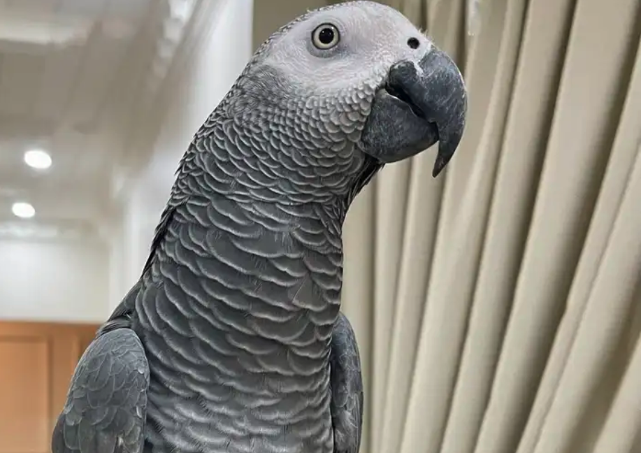 للبيع كاسيكو بالقفص