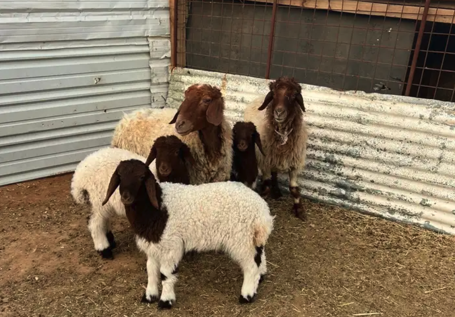 شاتين نعيم متاومه