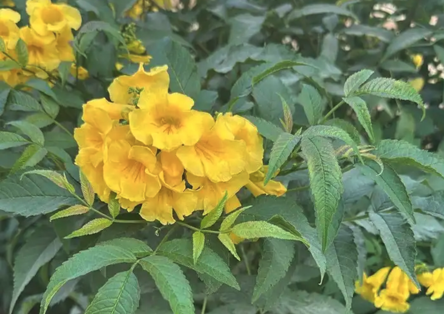 مشتل توريد النبتات و الاشجار