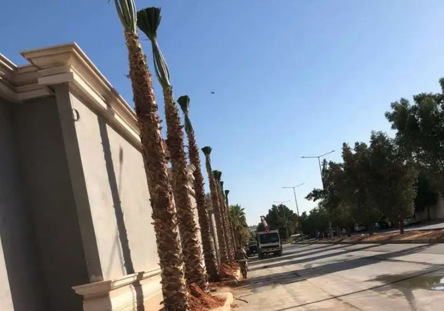 نخيل واشنطني ونخيل عربي