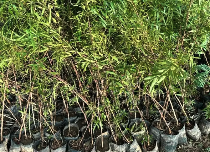 عرض شتلات الجمله 5000 شتله بريال و30 هلله شامل التوصيل 1.30