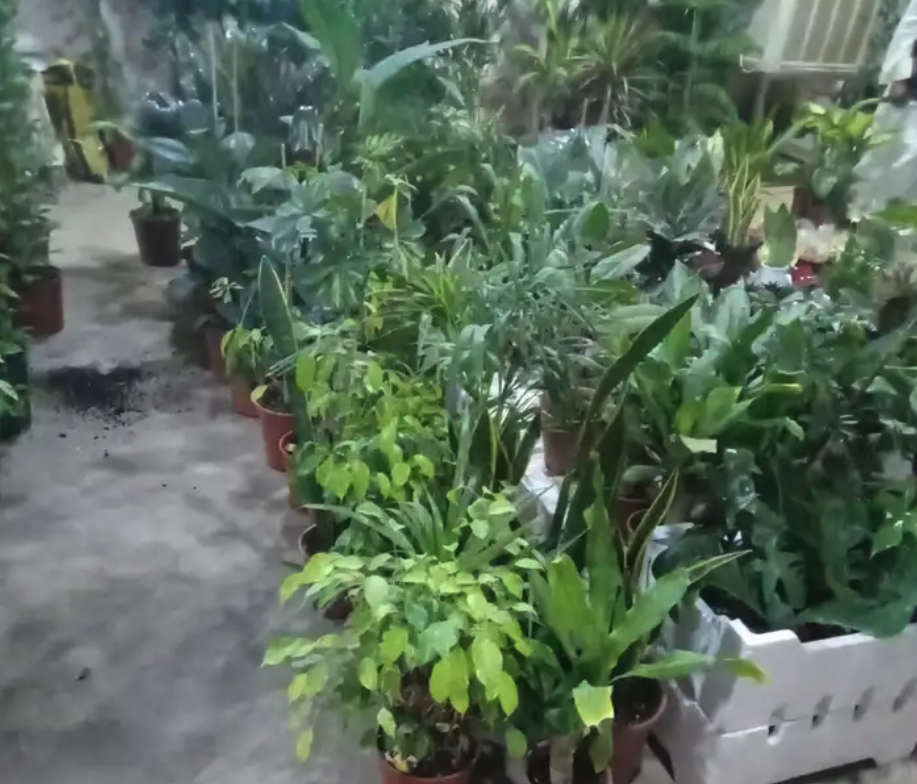 مشتل مشاتل الرياض