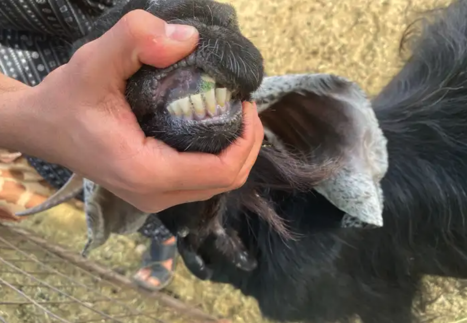 جفره والد وعنز دافع