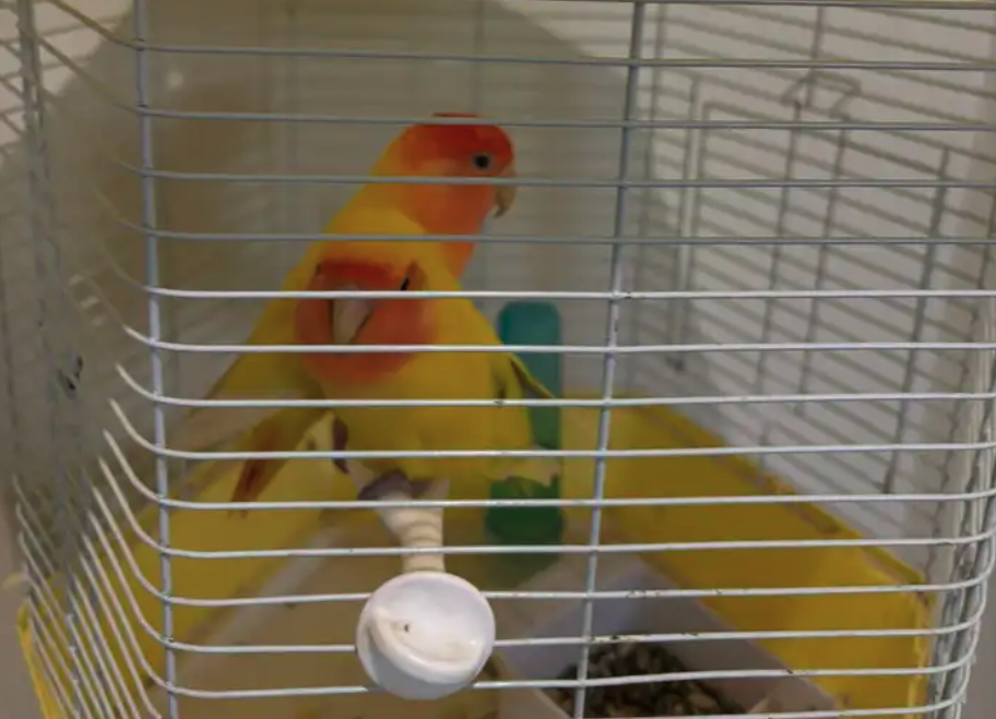 للبيع جوز روز اليف