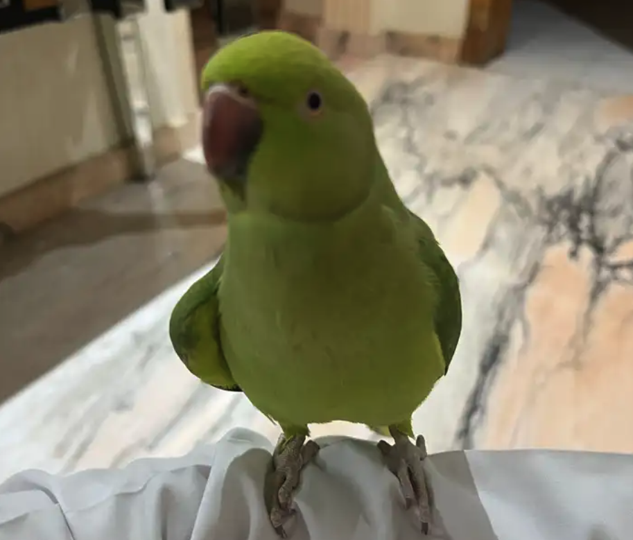 ببغاء دره متكلم ويطلع على اليد