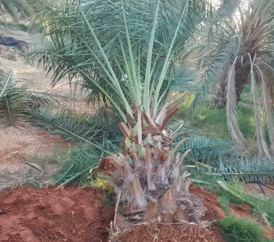 نخل للبيع جثايث نقايل فروخ