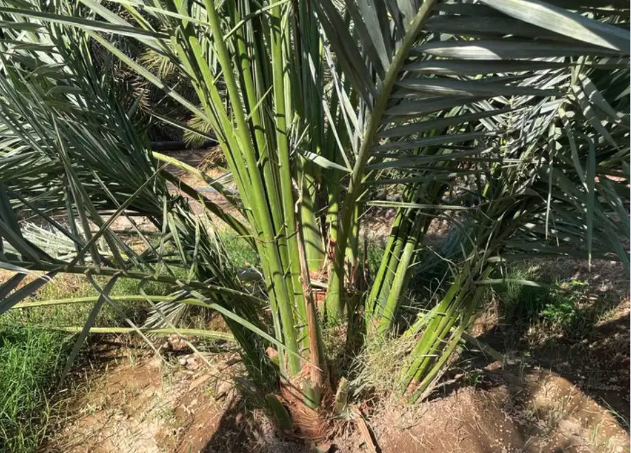 فسائل اصنى نخل عجوه